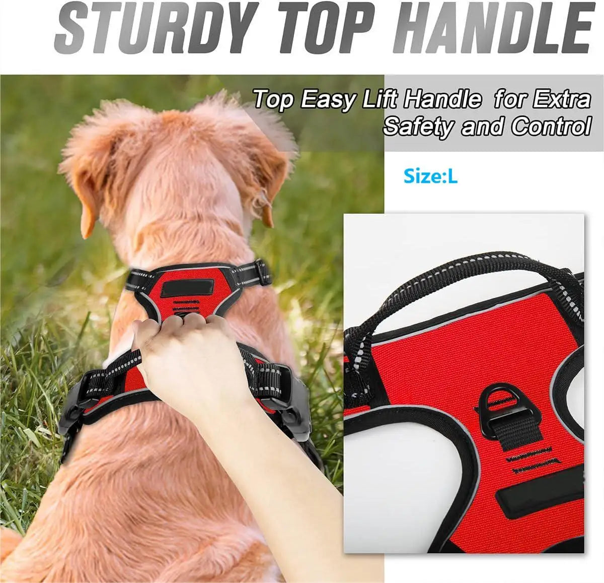Dog wearing harness on walk